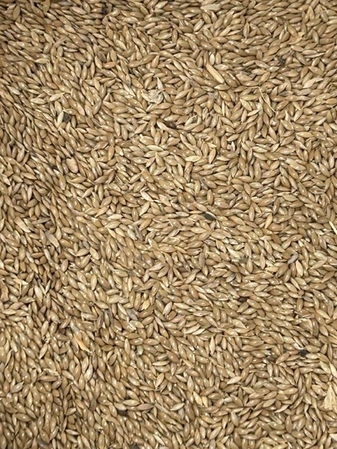 5kg Plain Canary Seed